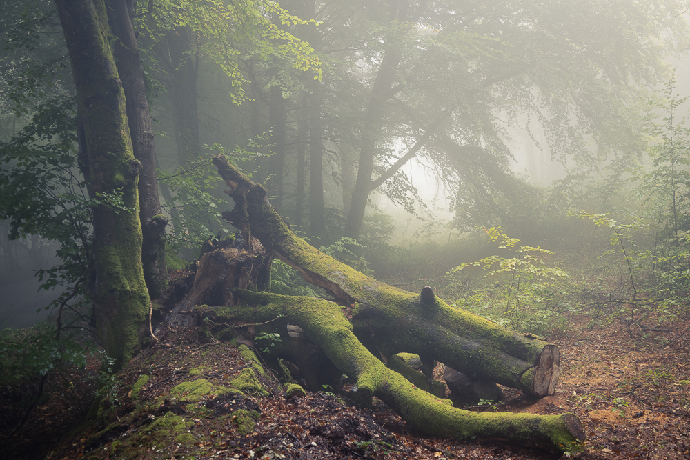 january bronze (3) copy