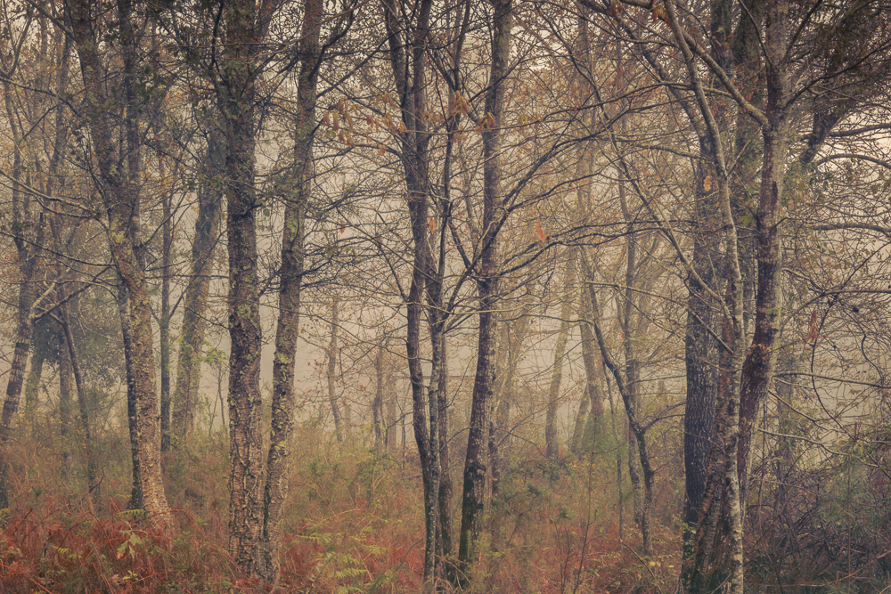 july bronze (2) copy